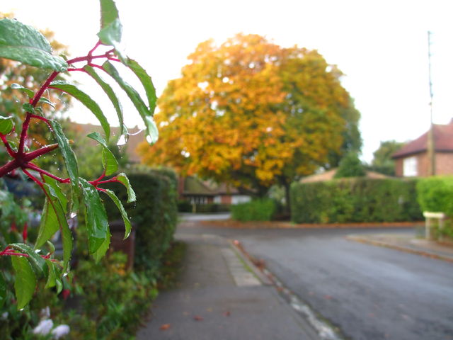 Walking towards 'Springfield Park'