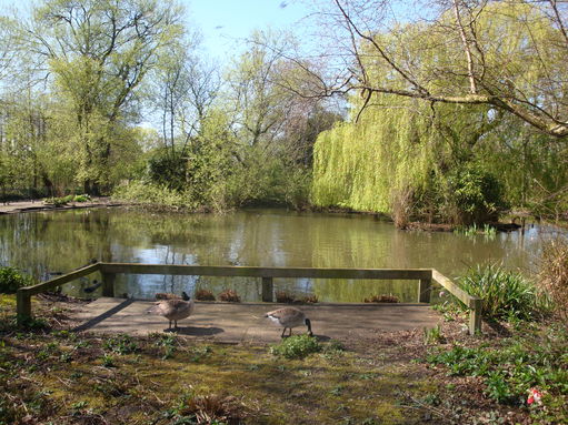 Pond in Fog Lane Park