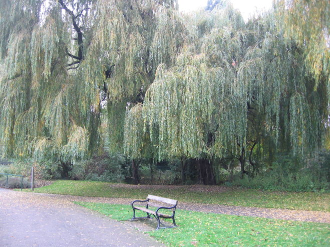 Willow next to River Darenth