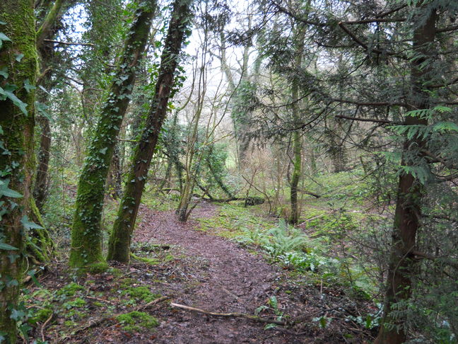 Woodland path (6) to (7)