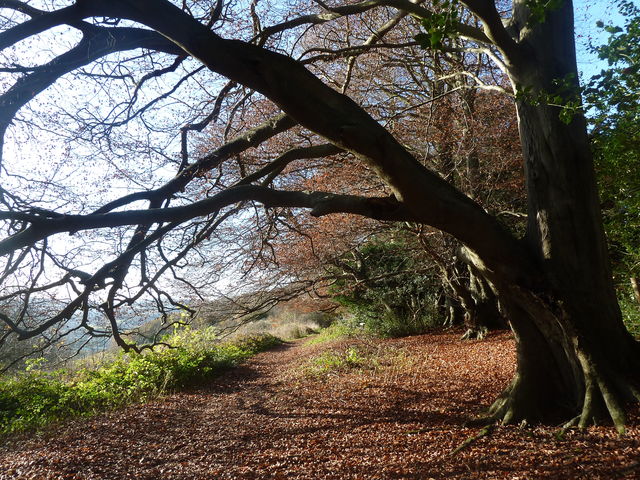 Box Hill