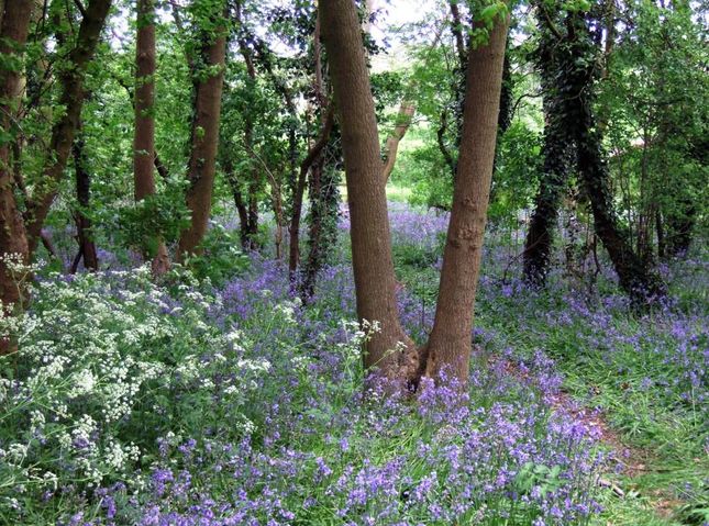 Bluebell Wood