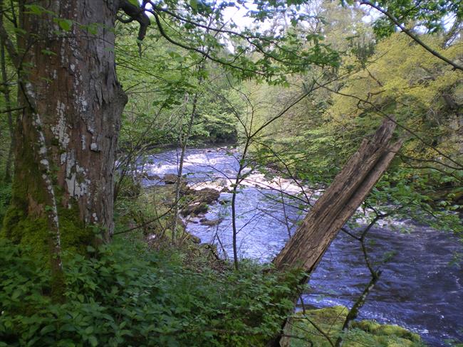 River Tees below Woden Croft