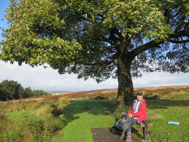 7 The picnic tree near Capel Newydd