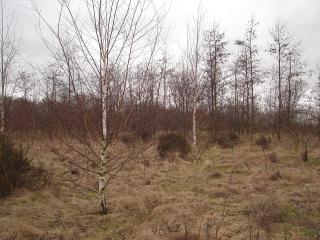 Former football pitch, now overgrown
Former playing field next to Bowden Housteads Wood, now scrubbing up with heather and birch.