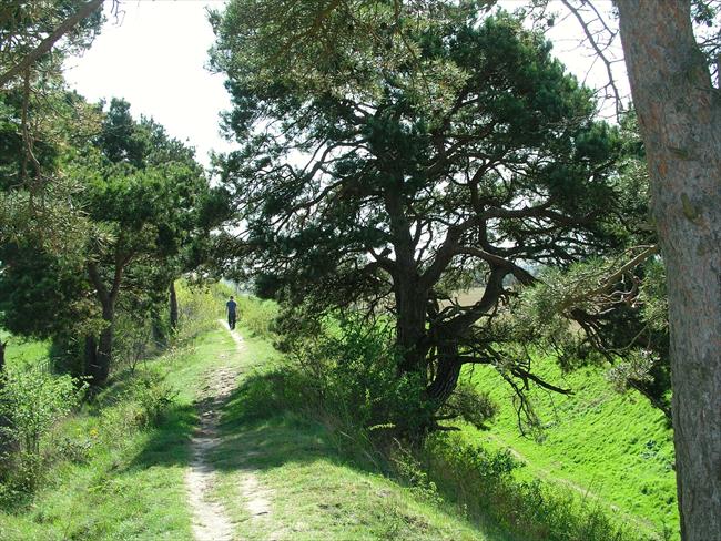 Pines growing on the top of the Devil's Ditch