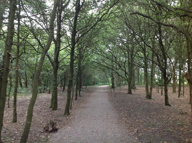 Woodland Witton Park. Bluebells in the Spring.