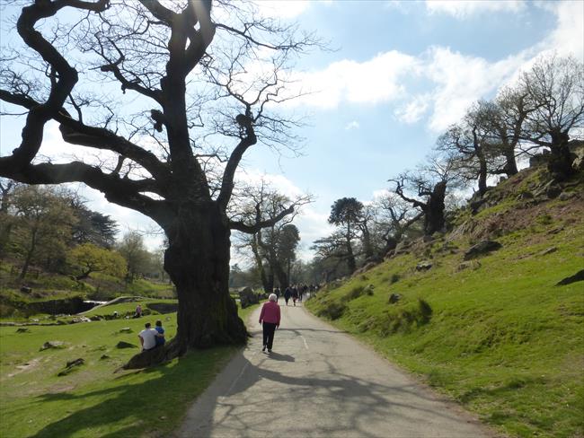 Little Matlock and old oak trees