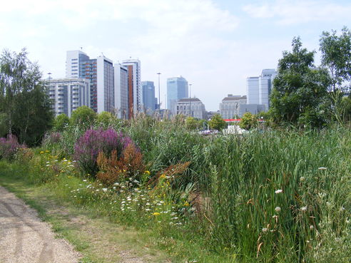 Bow Ecology Park - View towards Canary Wharf