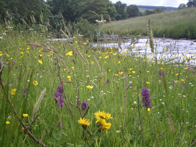 River Wear near St John's Chapel