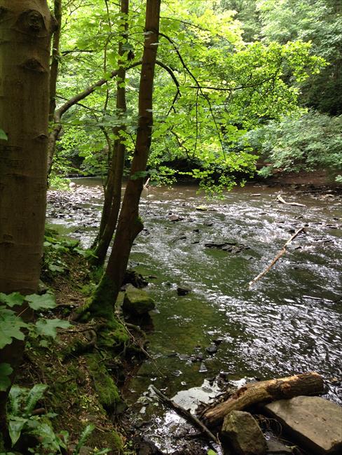 River Frome in Snuff Mills