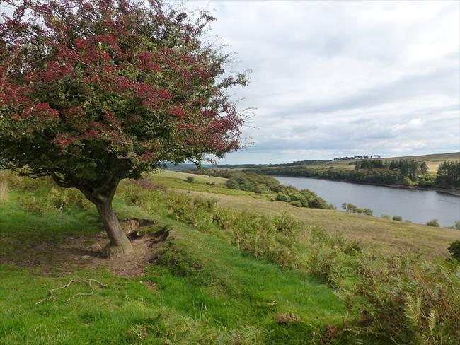 Fontburn Reservoir from the north side