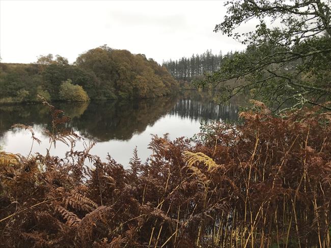 Autumn at Fontburn