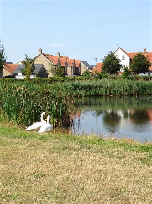 The Duck Pond (Swan Lake!)